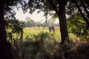 Green UK farmland with a pony grazing, representing the dream of placing a mobile home or caravan on private land.